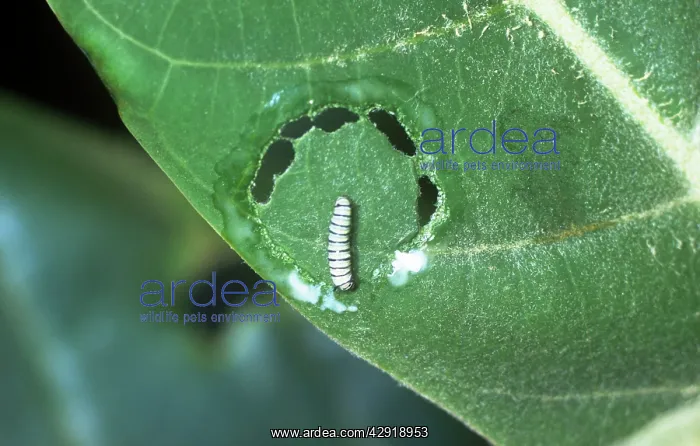 : Wanderer Butterfly - Caterpillar : Wanderer Butterfly - Caterpillar