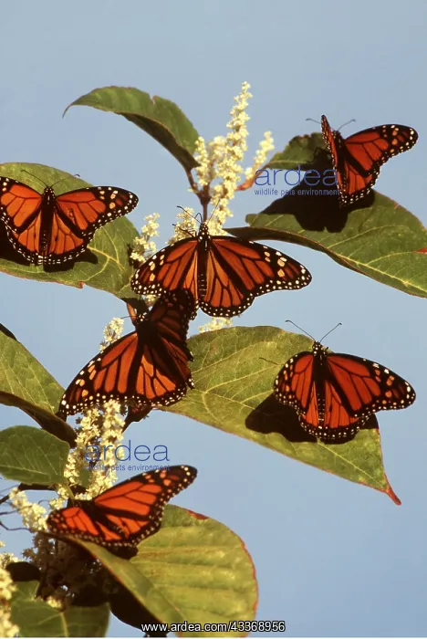 : Wanderer / Milkweed / Monarch Butterflies - six, on plant : Wanderer / Milkweed / Monarch Butterflies - six, on plant
