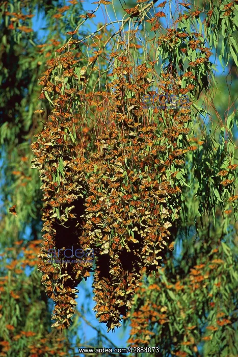 : Wanderer / Monarch Butterfly - massed during winter : Wanderer / Monarch Butterfly - massed during winter