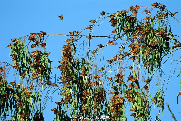 : Wanderer / Monarch Butterfly - Winter migration : Wanderer / Monarch Butterfly - Winter migration