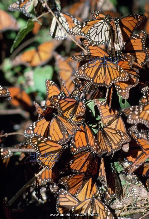 : Wanderer / Monarch / Milkweed Butterflies : Wanderer / Monarch / Milkweed Butterflies