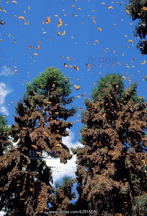 : Wanderer / Monarch / Milkweed Butterflies : Wanderer / Monarch / Milkweed Butterflies