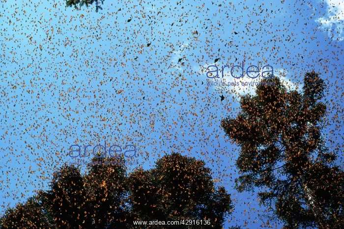 : Wanderer / Monarch / Milkweed Butterflies : Wanderer / Monarch / Milkweed Butterflies