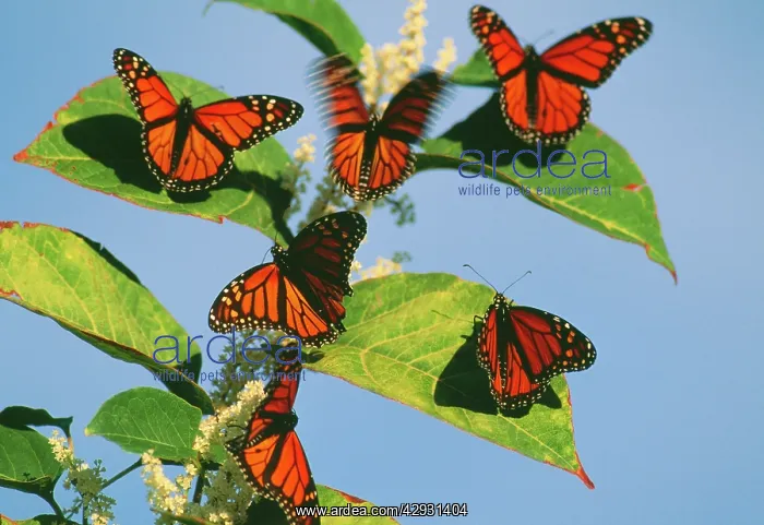 : Wanderer / Monarch / Milkweed Butterflies : Wanderer / Monarch / Milkweed Butterflies