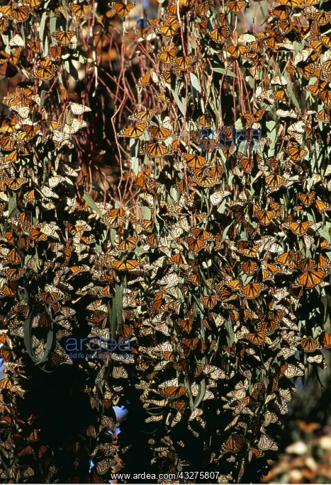 : Wanderer / Monarch / Milkweed Butterflies : Wanderer / Monarch / Milkweed Butterflies
