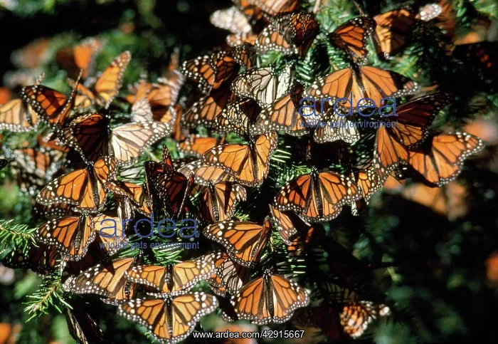 : Wanderer / Monarch / Milkweed Butterflies - overwintering : Wanderer / Monarch / Milkweed Butterflies - overwintering