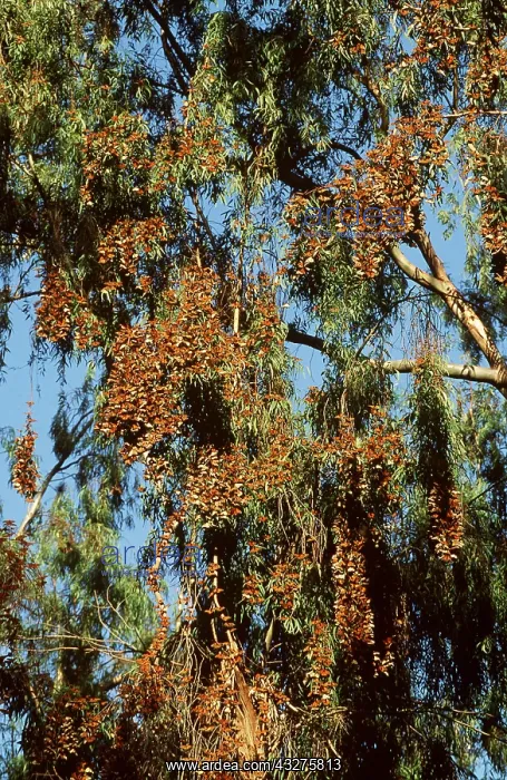 : Wanderer / Monarch / Milkweed Butterflies - overwintering : Wanderer / Monarch / Milkweed Butterflies - overwintering