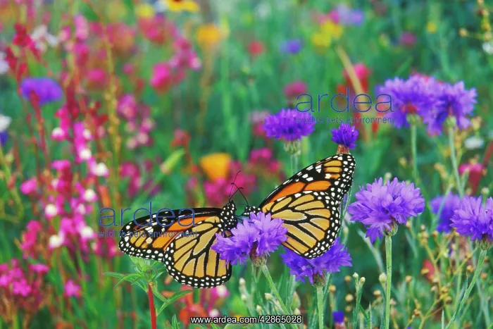  : Wanderer  /  MONARCH  /  Milkweed Butterflies - resting