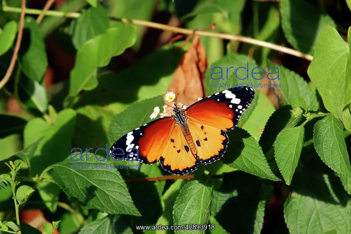 : Wanderer / MONARCH / Milkweed Butterfly : Wanderer / MONARCH / Milkweed Butterfly