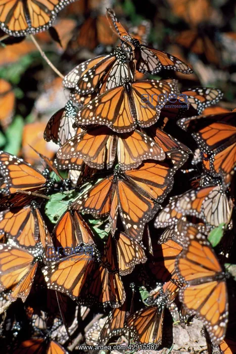 : Wanderer / Monarch / Milkweed Butterfly : Wanderer / Monarch / Milkweed Butterfly