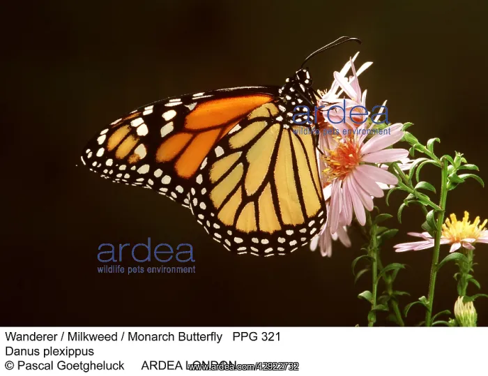 : Wanderer / Monarch / Milkweed Butterfly : Wanderer / Monarch / Milkweed Butterfly