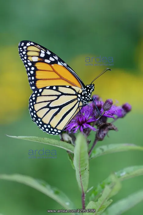 : Wanderer / MONARCH / Milkweed Butterfly : Wanderer / MONARCH / Milkweed Butterfly