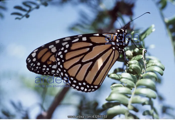 : Wanderer / Monarch / Milkweed Butterfly : Wanderer / Monarch / Milkweed Butterfly