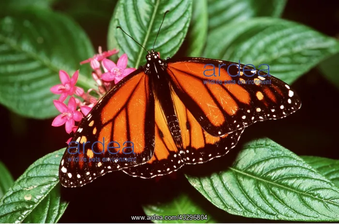: Wanderer / Monarch / Milkweed Butterfly : Wanderer / Monarch / Milkweed Butterfly