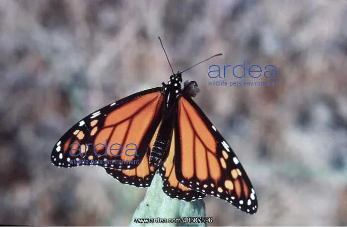 : Wanderer / Monarch / Milkweed Butterfly : Wanderer / Monarch / Milkweed Butterfly