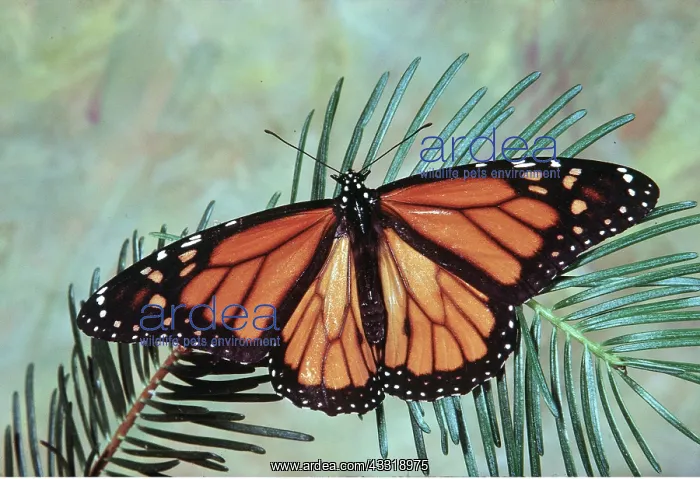: Wanderer / Monarch / Milkweed Butterfly : Wanderer / Monarch / Milkweed Butterfly