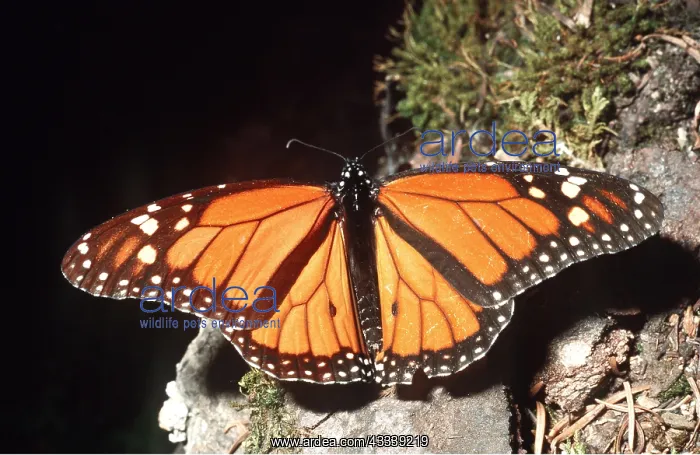  : Wanderer  /  Monarch  /  Milkweed Butterfly