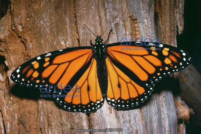 : Wanderer / Monarch / Milkweed BUTTERFLY - during : Wanderer / Monarch / Milkweed BUTTERFLY - during