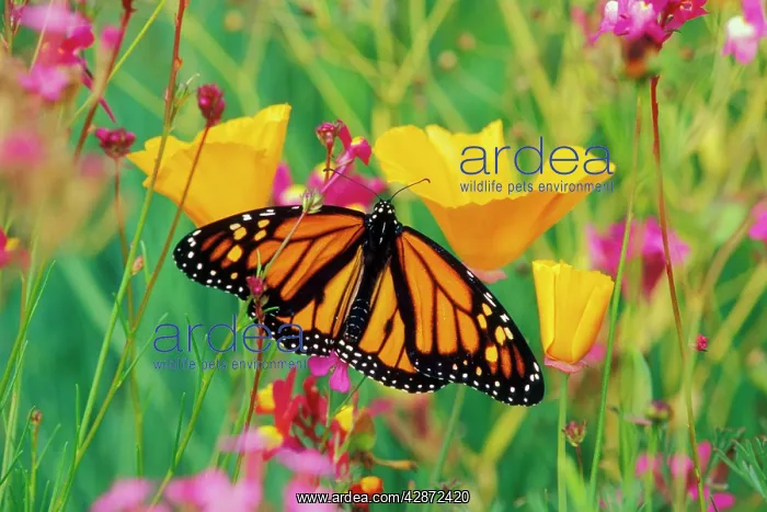 : Wanderer / MONARCH / Milkweed Butterfly - on california : Wanderer / MONARCH / Milkweed Butterfly - on california