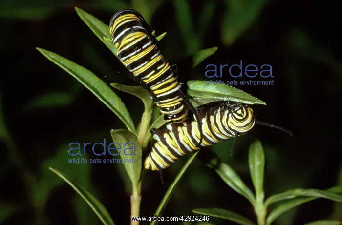 : Wanderer / Monarch / Milkweed Butterfly - caterpillar : Wanderer / Monarch / Milkweed Butterfly - caterpillar