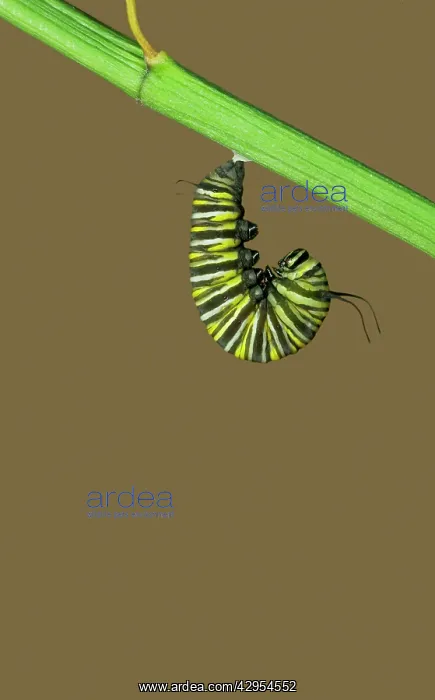 : Wanderer / MONARCH / Milkweed Butterfly Caterpillar : Wanderer / MONARCH / Milkweed Butterfly Caterpillar