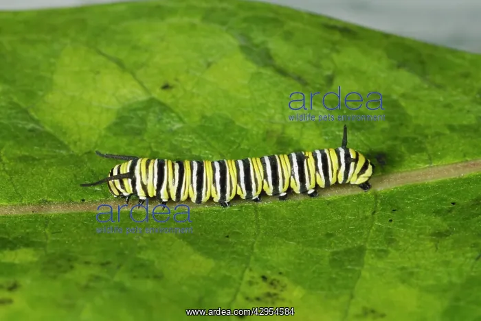 : Wanderer / MONARCH / Milkweed Butterfly Caterpillar : Wanderer / MONARCH / Milkweed Butterfly Caterpillar