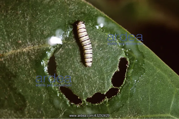 : Wanderer / Monarch / Milkweed Butterfly - caterpillar : Wanderer / Monarch / Milkweed Butterfly - caterpillar