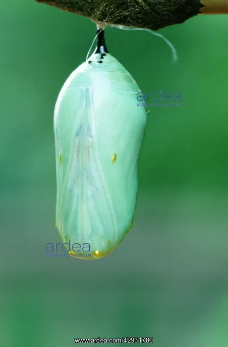 : Wanderer / Monarch / Milkweed Butterfly - chrysalis : Wanderer / Monarch / Milkweed Butterfly - chrysalis