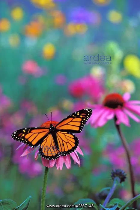 : Wanderer / MONARCH / Milkweed Butterfly - on coneflower : Wanderer / MONARCH / Milkweed Butterfly - on coneflower