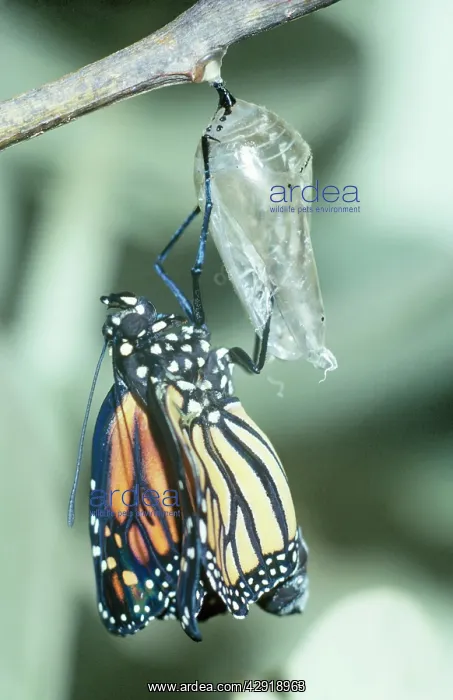 : Wanderer / Monarch / Milkweed Butterfly - emerging : Wanderer / Monarch / Milkweed Butterfly - emerging