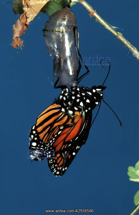 : Wanderer / MONARCH / Milkweed Butterfly - emerging : Wanderer / MONARCH / Milkweed Butterfly - emerging