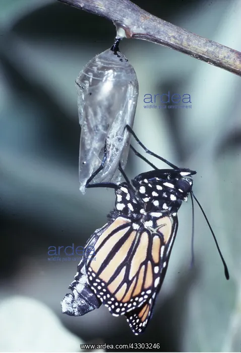 : Wanderer / Monarch / Milkweed Butterfly - emerging : Wanderer / Monarch / Milkweed Butterfly - emerging