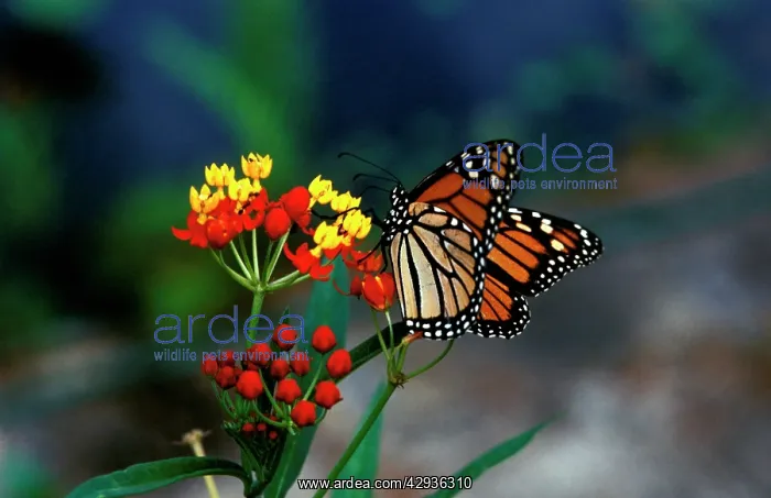 : Wanderer / MONARCH / Milkweed Butterfly - feeding : Wanderer / MONARCH / Milkweed Butterfly - feeding