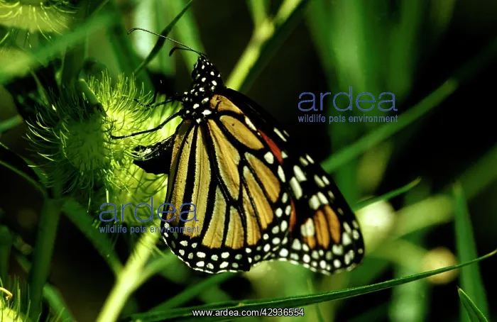 : Wanderer / MONARCH / Milkweed Butterfly - female : Wanderer / MONARCH / Milkweed Butterfly - female
