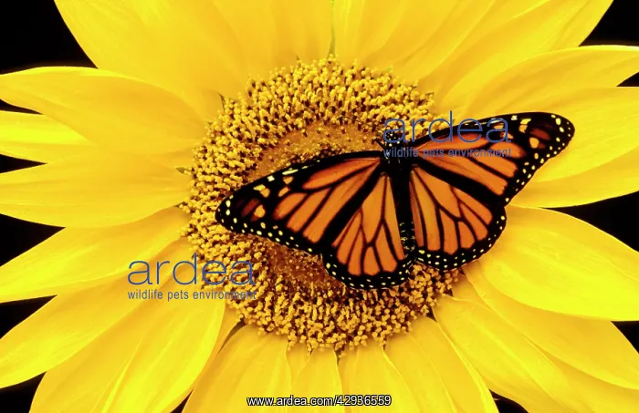 : Wanderer / MONARCH / Milkweed Butterfly - female : Wanderer / MONARCH / Milkweed Butterfly - female
