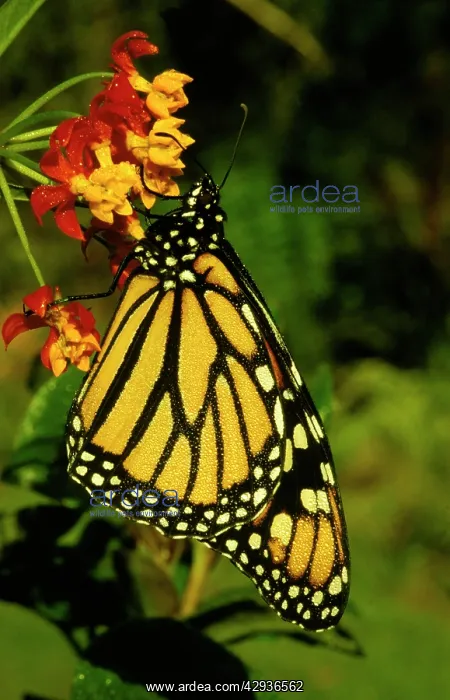 : Wanderer / MONARCH / Milkweed Butterfly - female : Wanderer / MONARCH / Milkweed Butterfly - female