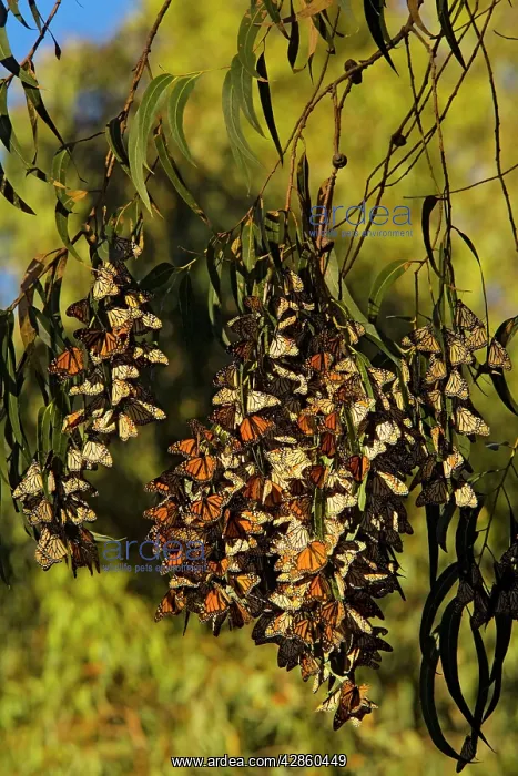 : Wanderer / Monarch / Milkweed Butterfly - Flock : Wanderer / Monarch / Milkweed Butterfly - Flock