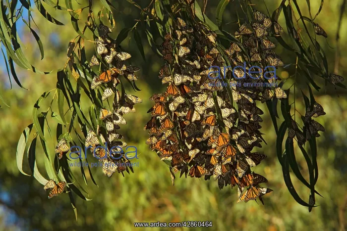 : Wanderer / Monarch / Milkweed Butterfly - Flock : Wanderer / Monarch / Milkweed Butterfly - Flock