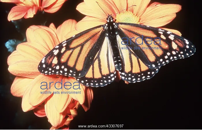 : Wanderer / Monarch / Milkweed Butterfly - on flower : Wanderer / Monarch / Milkweed Butterfly - on flower