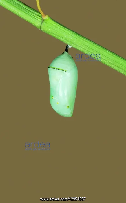 : Wanderer / MONARCH / Milkweed Butterfly - Hatching : Wanderer / MONARCH / Milkweed Butterfly - Hatching