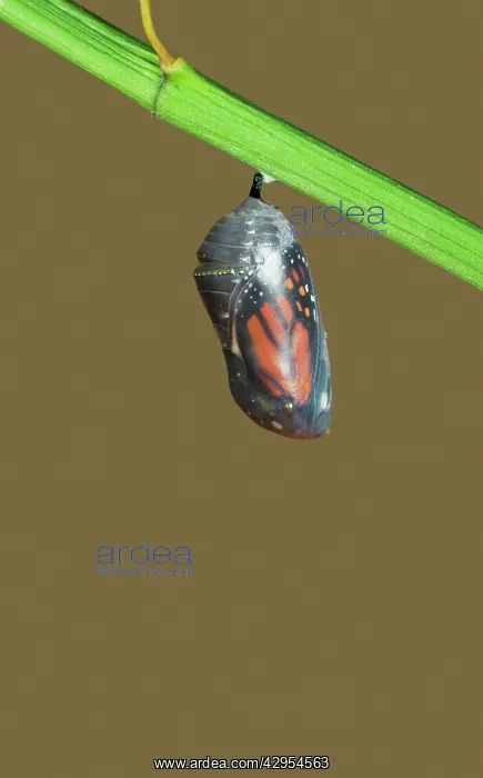 : Wanderer / MONARCH / Milkweed Butterfly - Hatching : Wanderer / MONARCH / Milkweed Butterfly - Hatching