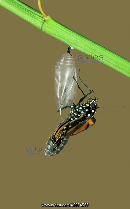 : Wanderer / MONARCH / Milkweed Butterfly - Hatching : Wanderer / MONARCH / Milkweed Butterfly - Hatching