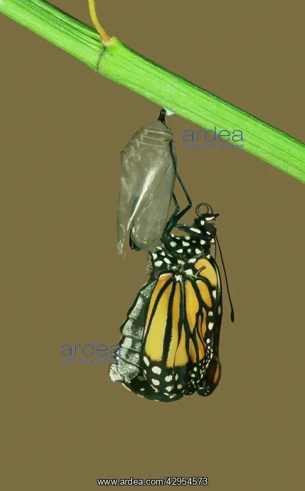 : Wanderer / MONARCH / Milkweed Butterfly - Hatching : Wanderer / MONARCH / Milkweed Butterfly - Hatching