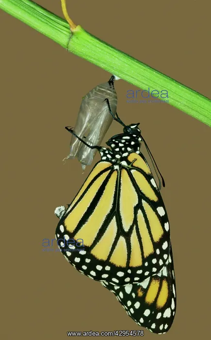 : Wanderer / MONARCH / Milkweed Butterfly - Hatching : Wanderer / MONARCH / Milkweed Butterfly - Hatching