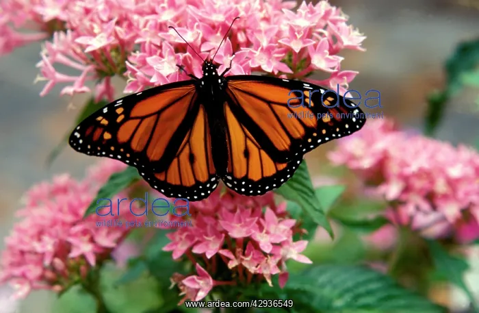 : Wanderer / MONARCH / Milkweed Butterfly - male : Wanderer / MONARCH / Milkweed Butterfly - male
