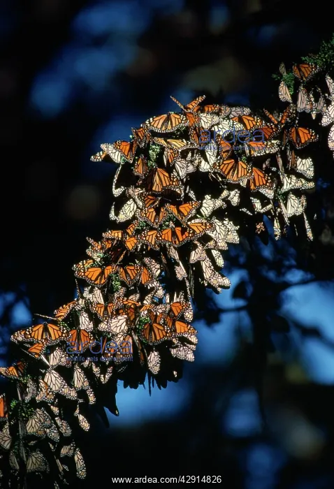 : Wanderer / Monarch / Milkweed Butterfly - mass : Wanderer / Monarch / Milkweed Butterfly - mass