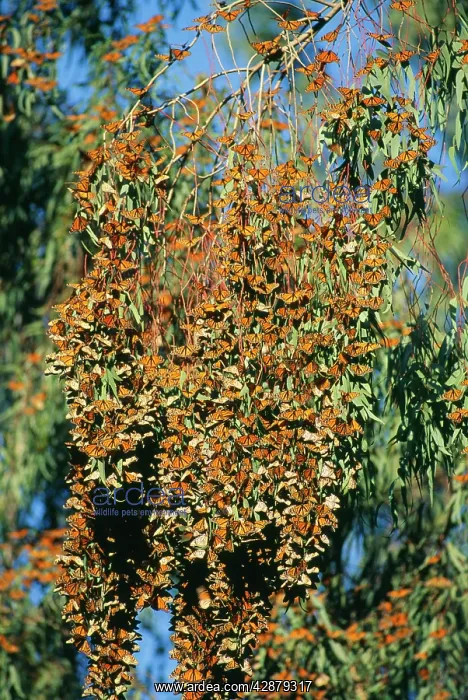 : Wanderer / Monarch / Milkweed Butterfly - migration : Wanderer / Monarch / Milkweed Butterfly - migration