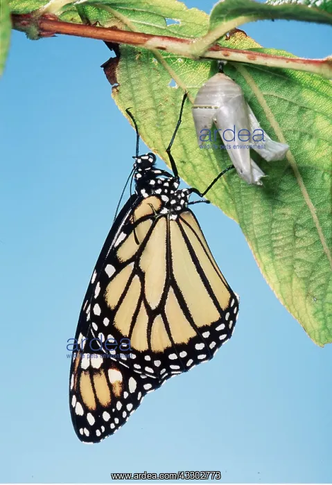 : Wanderer / Monarch / Milkweed Butterfly - newly hatched : Wanderer / Monarch / Milkweed Butterfly - newly hatched