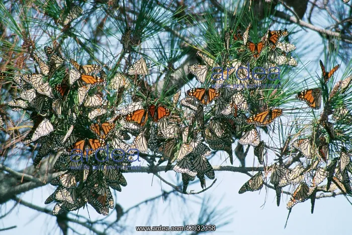 : Wanderer / Monarch / Milkweed Butterfly - overwintering : Wanderer / Monarch / Milkweed Butterfly - overwintering