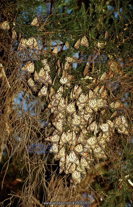 : Wanderer / MONARCH / Milkweed Butterfly - in overwintering : Wanderer / MONARCH / Milkweed Butterfly - in overwintering